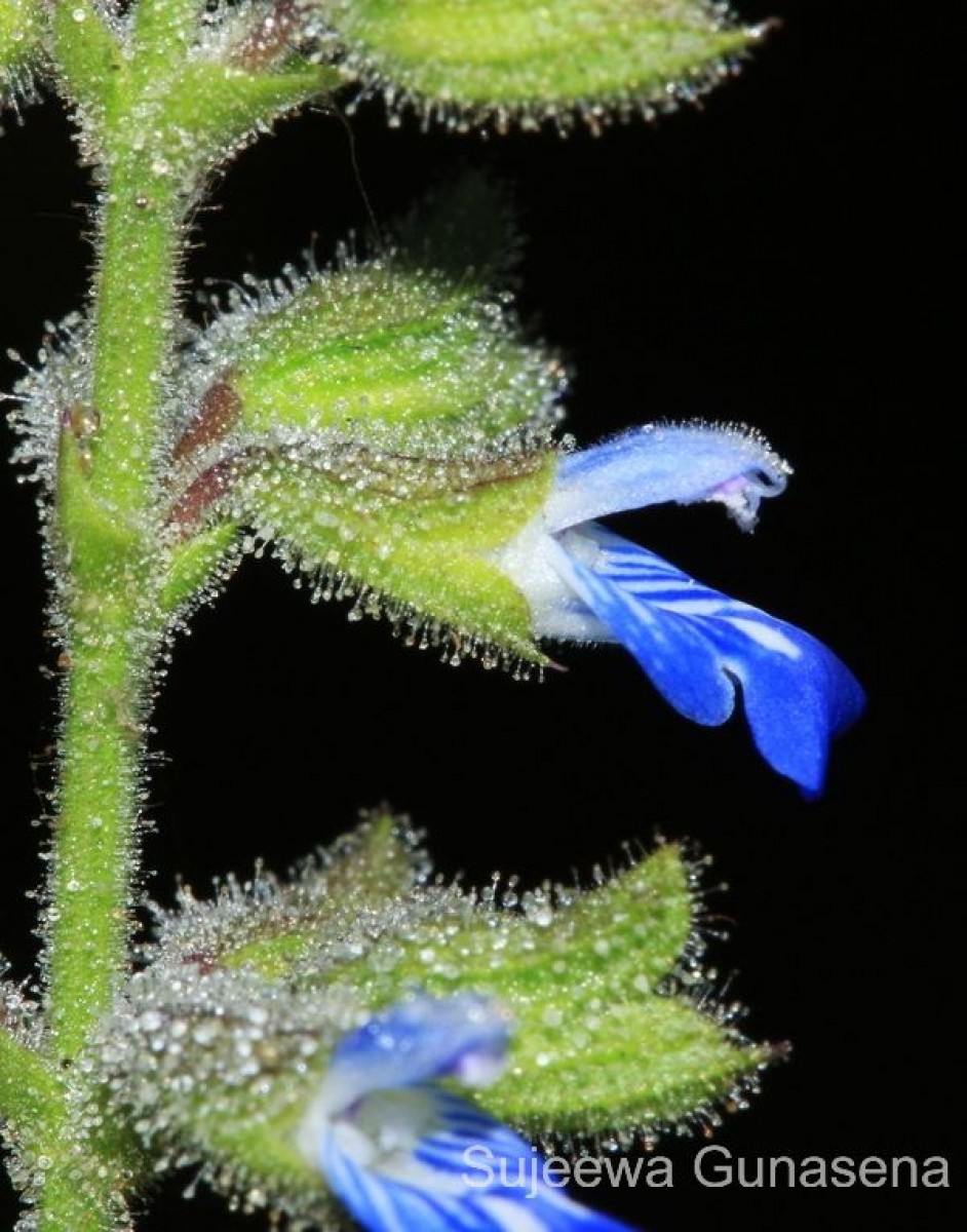 Salvia misella Kunth